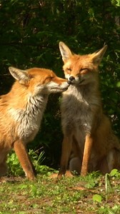 Habt ihr schon Füchse in der Stadt beobachtet? 🦊 Die schlauen Tiere finden hier ausreichend Futter, Schlafplätze und Muße fürs Familienleben. Doch trotz der Annehmlichkeiten leben sie deutlich kürzer als ihre Kollegen auf dem Land: Gerade die Welpen geraten in der Stadt häufig unter die Räder... ⏩ arte.app.link/Stadt-Land-Fuchs | Arte