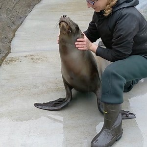 A little TLC (and chiropractic care) goes a long way 🥰 | Oregon Coast Aquarium
