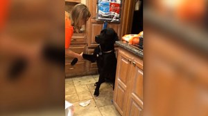 Guilty Dog Makes Adorable Apology
