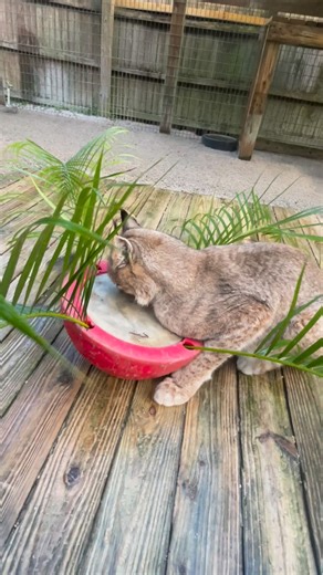 McCarthy's Wildlife Sanctuary on Instagram: "Our staff works daily to maintain clean enclosures while ensuring every cat receives enrichment and care. . #zookeeper#enrichment#visitmccarthyswildlife#wildlife#lynx"