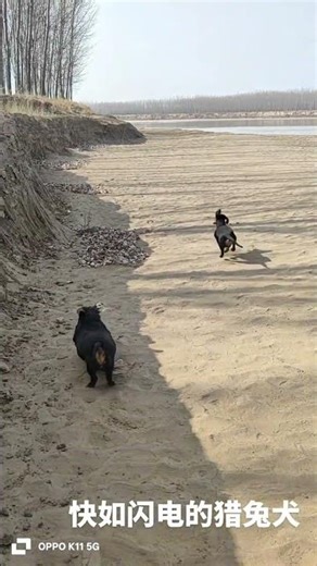 Elite Rabbit-Hunting Dogs: The Ultimate Hunters Unveiled