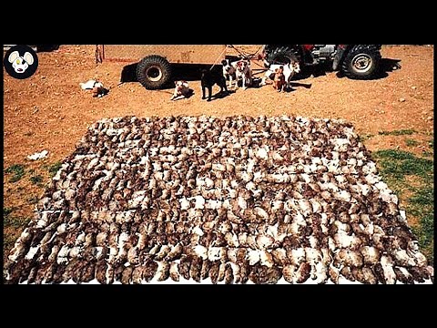 How American Farmers Deal With Millions Of Rats Destroying Crops