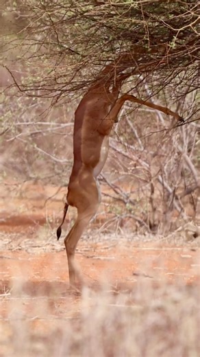 Gerenuk | The Giraffe-Necked Antelope of East Africa #Wildlife #Africa #Nature