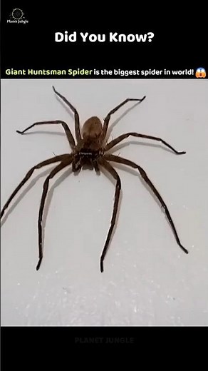 Meet the World’s Biggest Spider Ever! 🕷️😱 #biggestspider #tarantulafacts #spiderworld