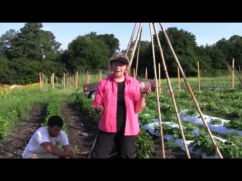 How to Grow a Green Bean Teepee