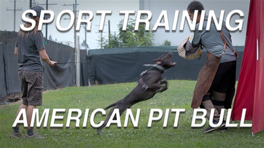 Training day: American pit bull terriers