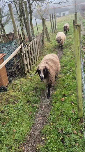 Friedrich (@winterfriedrich)’s videos with Chirpy Chirpy Cheep Cheep - Middle Of The Road