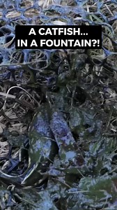 37K views · 757 reactions | We caught a baby red-tail catfish in the wild! #FishRescue #AquariumLife #AbandonedPond #MonsterFish #AquaticAdventure #NatureExploration #FishFacts #ExploreOutdoors #WildlifeDiscovery #FountainRestoration | Rob’s Aquatics | Facebook