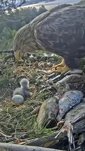 Review mother bird feeding her chicks in the nest E#84 | the beautiful baby birds with nature life #birdwatching #birdlovers #birdsofinstagram #birdphotography #birds #birdlife #reviewbirdnest #motherbird #WildBirds | Birds in Nest