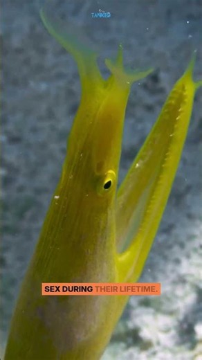 Ribbon eel — one of the ocean’s most unusual-looking fish.