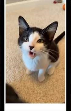 Dramatic Greedy Cats | Over-the-Top Reactions & Cute Kittens