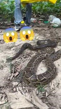 Should 3 dangerous pythons 🐍 and dangerous ⚠️ poisonous snakes be released into the jungle 😱🐍 #va...