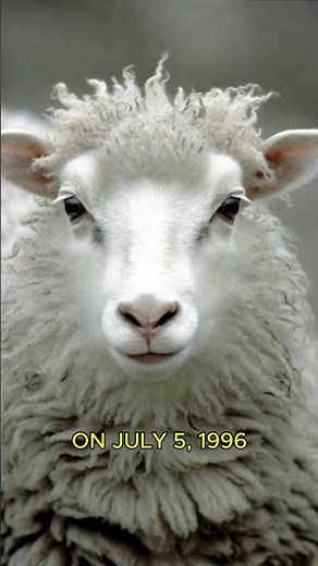 Scientists Cloned a Sheep - Dolly Changed Everything - February 22, 1997