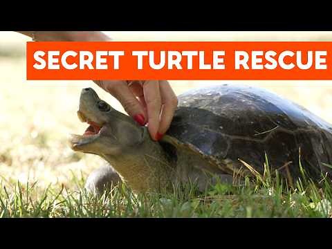 Inside a top-secret turtle sanctuary in New Jersey