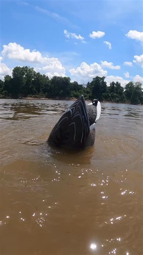 66K views · 352 reactions | The MOJO Mallard Machine. Perfect addition to a spread? Absolutely  #MOJOOutdoors #MOJOTV | Mojo TV | Facebook