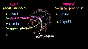 Hormone control of hunger