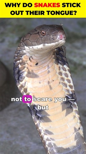 🐍 Why Do Snakes Stick Out Their Tongue?