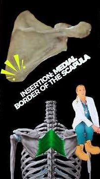 RHOMBOID MAJOR: Shoulder stability, retraction and downward rotation (just to name a few)