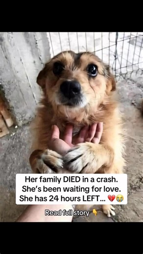 She arrived at the shelter with nothing but grief in her eyes. Her entire family was gone taken suddenly in a car crash and she was left behind, alone, scared, and confused. For days, she barely moved. She wouldn’t eat, wouldn’t play, and flinched at every sound. The heartbreak of losing her family had broken something deep inside her. The shelter staff watched helplessly, knowing she needed more than just food and a roof over her head. She needed love. She needed healing. She needed someone to 