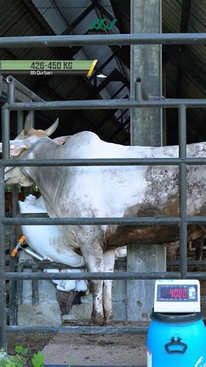 Madura cattle weighing 426–450 kg, Special price: East Java: Rp 32,500,000 | Greater Jakarta: Rp ...