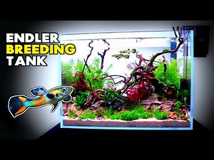 Aquascape Tutorial: Endler Guppy Breeding Aquarium w/ Dragon Stone (Step By Step Planted Tank Guide)