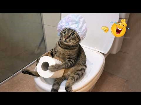 The FUNNIEST Cat Clips on the Internet 😂 SUPER Funny Cat Videos 2026