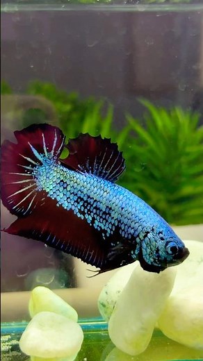 Grace that glides. Colors that captivate. Strength that inspires #fish #betta #aquarium #animals