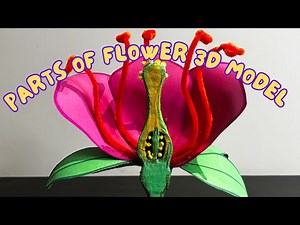 Parts of Flower 3D model 🌸 / Science Project for Biology / #partsofflowermodeldiy