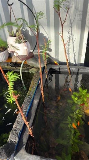 Mẹo cho những hồ bể vi sinh mãi ko trong được👉#hoca#visinh#cát#setup