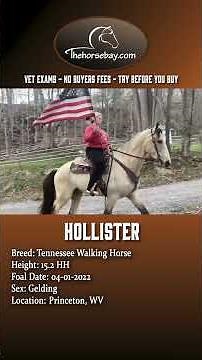Buckskin Tennessee Walking Gelding For Sale (Show/Trail/Gaited)