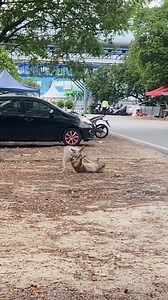 147K views · 417 reactions | kesian macam mana buleh telekat tuu  | Kepala Berputar | Facebook