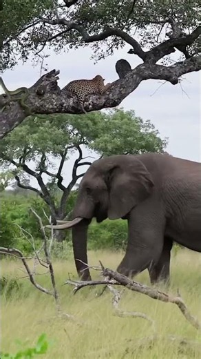 Trio are own their way. #wildlife#elephant#leopard#cobra#smtg04#cheetah #shortsfeed#shorts#viral#yt