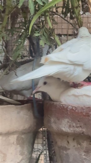 Dove beauty dove sound doive voice #birds #birdsong #beautifulanimals #birdsounds