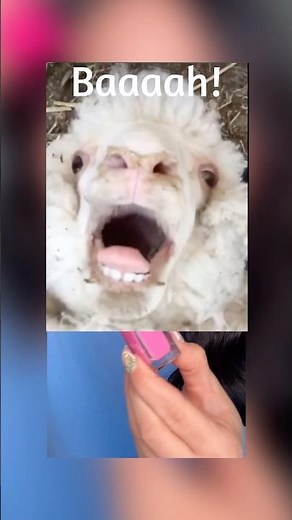 Mikayla Nogueira And Her Fake Boston Accent