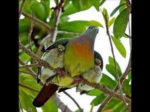 Addisuu Waayyimaa Galata lakku lakkuu