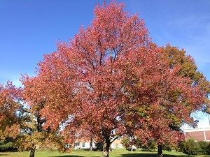 Sweetgum Trees: The Truth | Miranda Moss | Diamond Mowers®