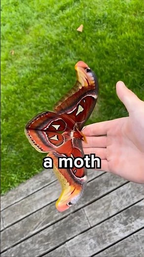 Difference Between a Moth and a Butterfly? 😳