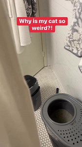 75K views · 39 reactions | Is your cat this obsessed with you? #cats #nyc | Digital Soap Opera | Facebook