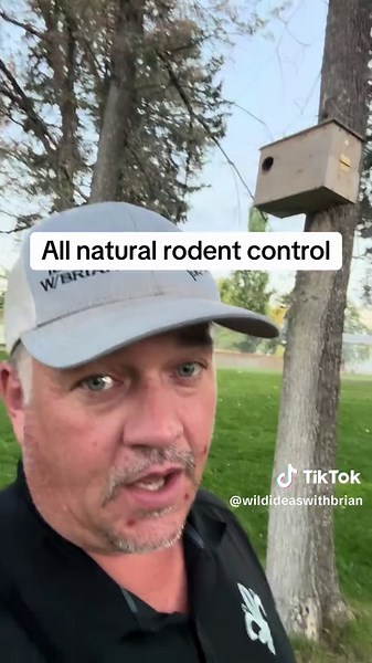 Effective Natural Rodent Control with Barn Owls