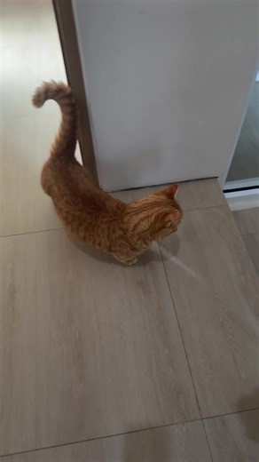 Funny Moments of Munchkin Cats