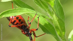 Rote Mordwanze (Rhynocoris iracundus)