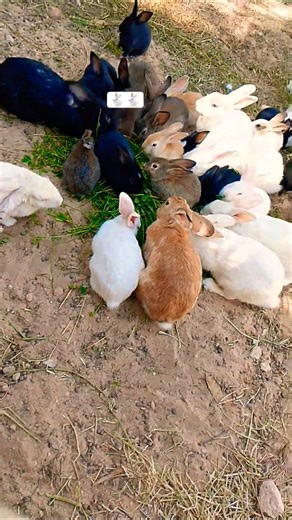 cute and smile 🐇 🐇 reaction and rabbit eating the carrot #rabits #youtube #sillyrabbit #radrabbit