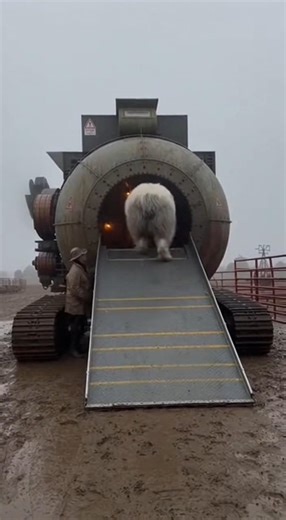 The Machine That Deleted a Dog’s Fur 👀 #farming #dnasequencing