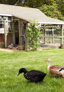 Welcome to My Farm S02:E04 - Duck Duck Goose