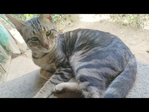 #cat😺🐈tabby coat pattern #catlover💥🇵🇭