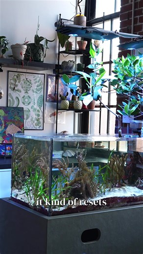 Experience Caribbean Beauty with a Shallow Reef Tank