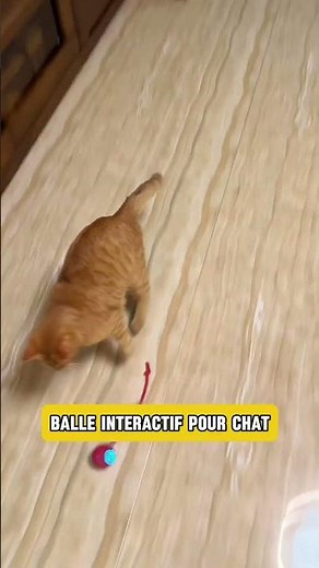 Balle intelligente pour occuper votre chat !