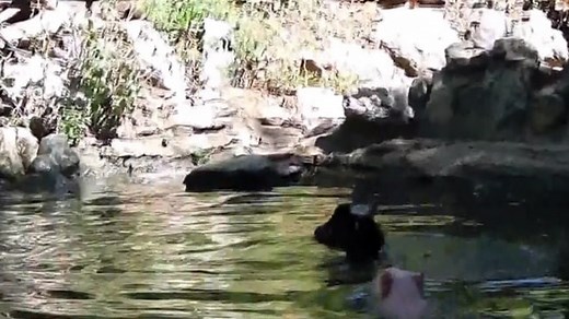 Hero pig rescues floundering goat