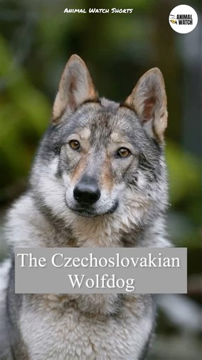 The Czechoslovakian Wolfdog #czechoslovakianwolfdog
