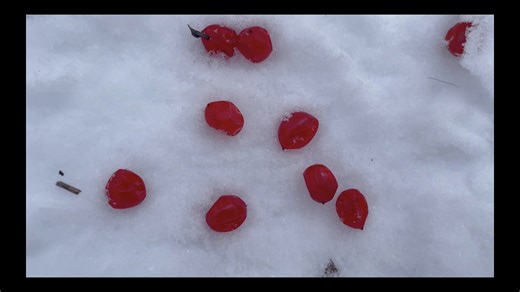 Cranberries: Harvesting, Tasting, Growing American Cranberry Bush / Highbush Cranberry: Winter Fruit